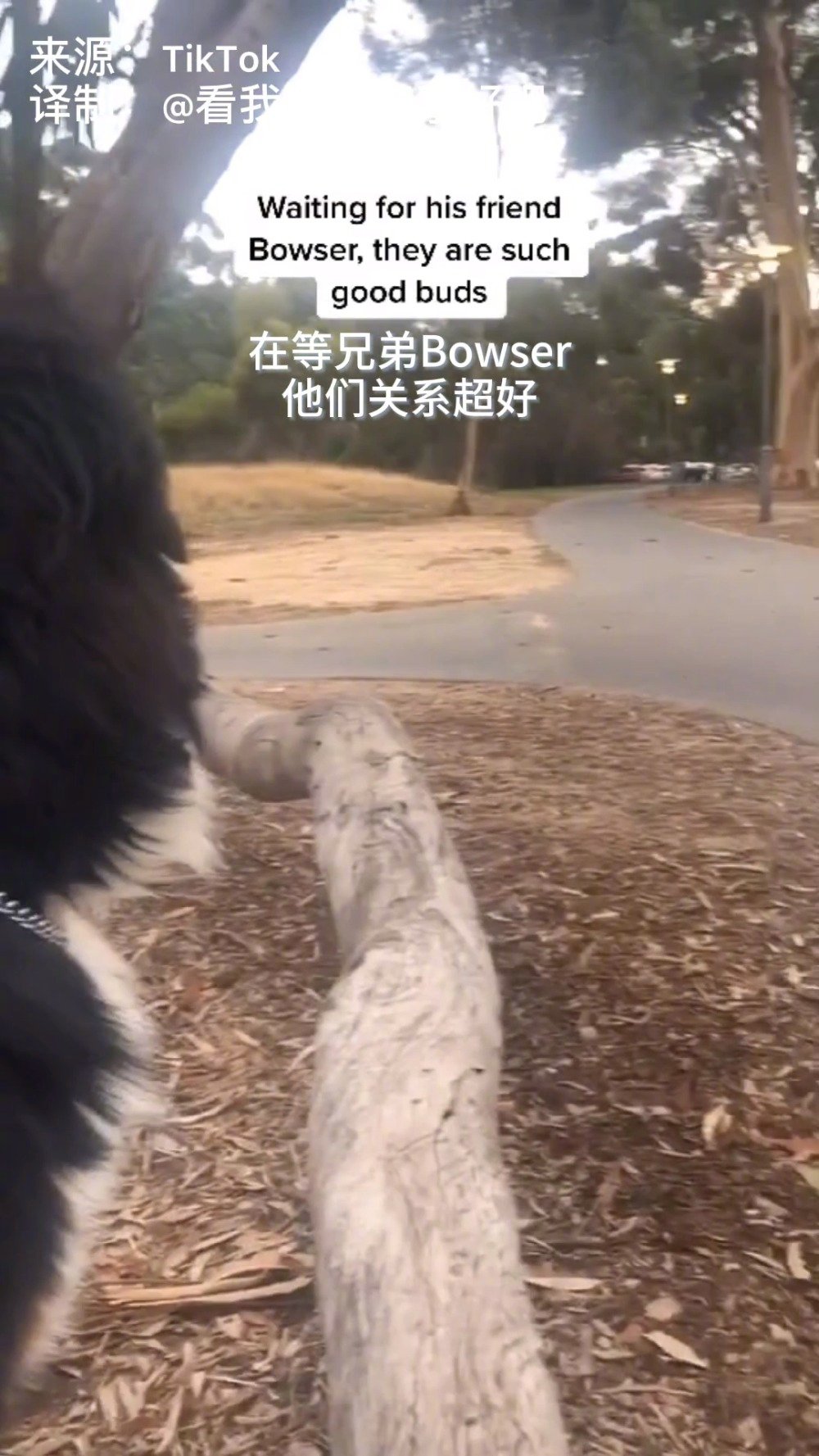 在等它好朋友来的狗狗